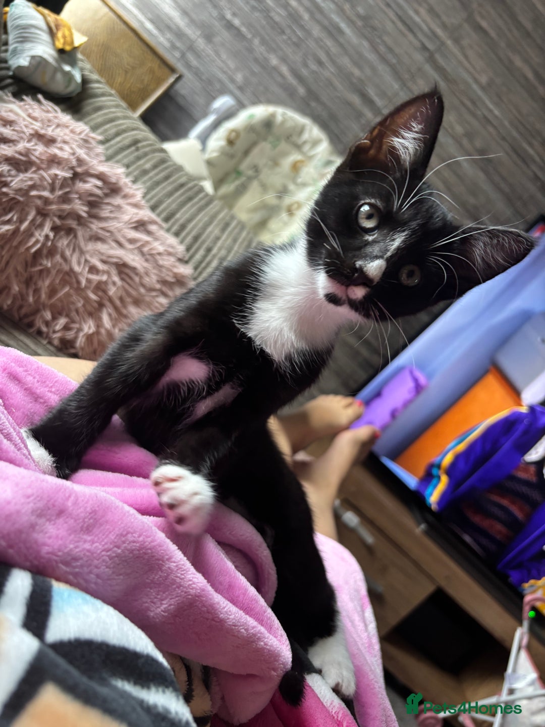 Domestic Shorthair cats for sale: Last male kitten - Image 3