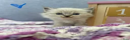 Ragdoll cats for sale: Ready to leave! 1 Blue boy Ragdoll kitten  - Advert 9