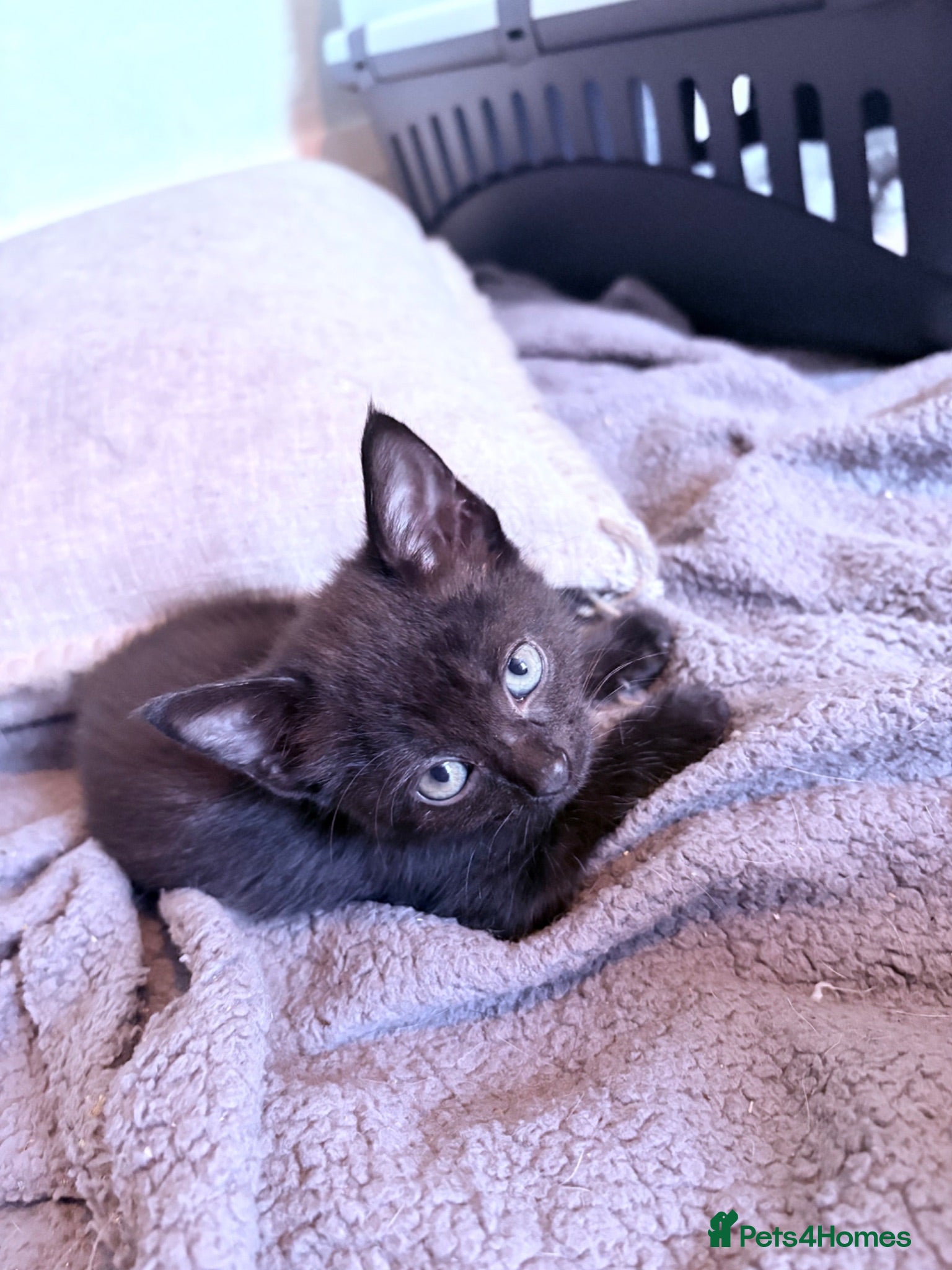 Mixed Breed cats Kittens Ready Now - Advert 5