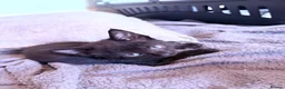 Mixed Breed cats for sale: Kittens Ready Now - Advert 1