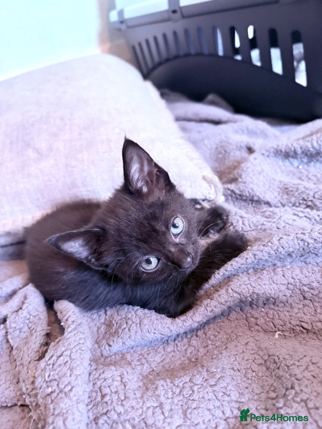 Mixed Breed cats for sale: Kittens Ready Now - Advert 1