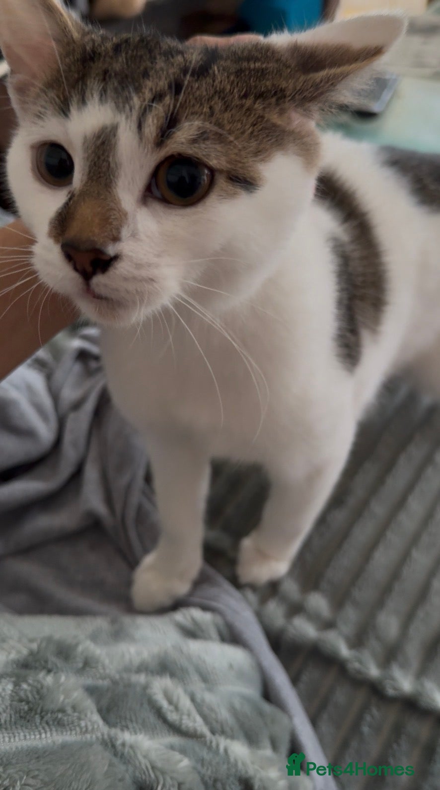 Domestic Shorthair cats Male tabby kitten  - Advert 1