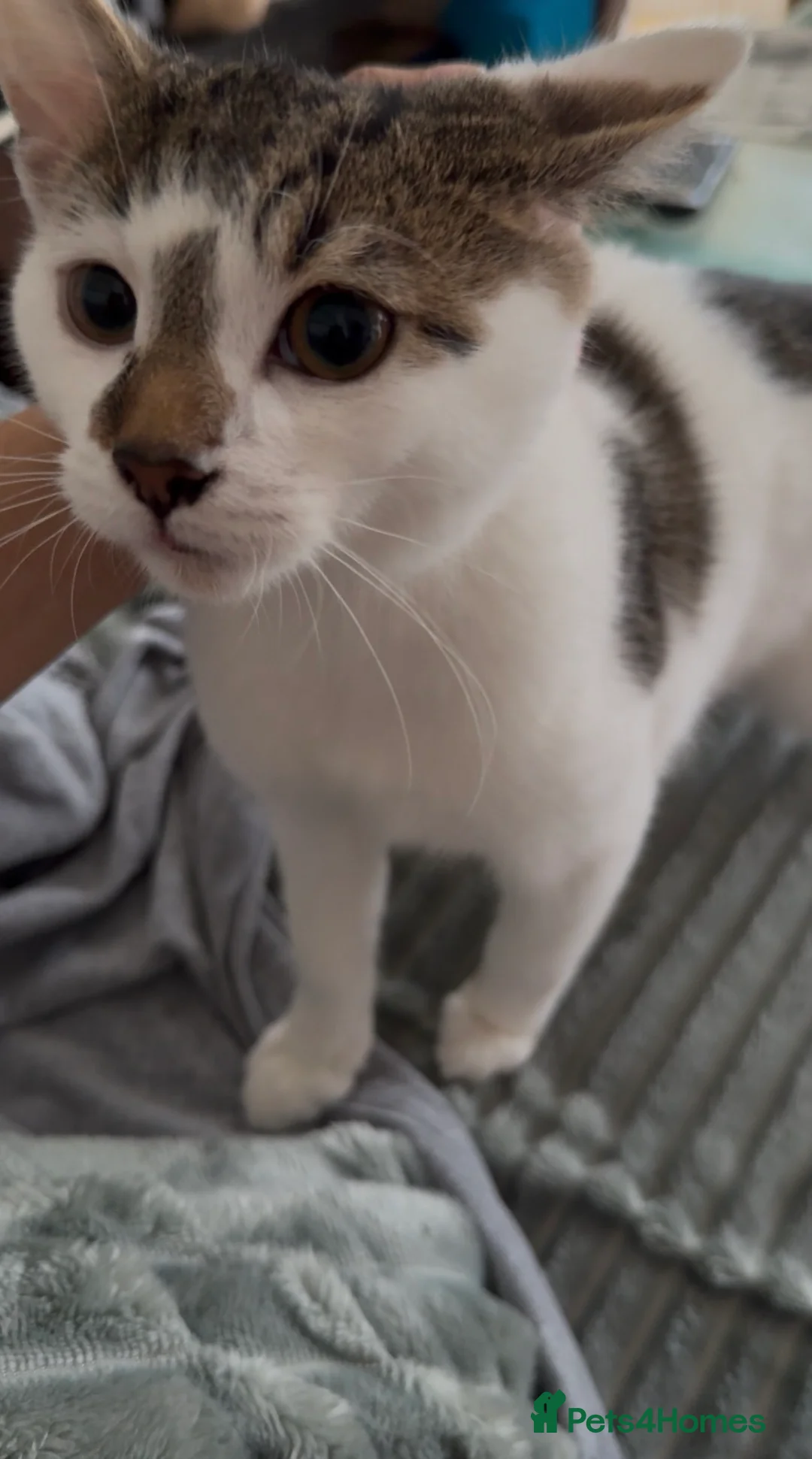 Domestic Shorthair cats for sale: Male tabby kitten  - Advert 1