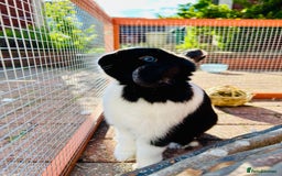Mini Lop rabbits for sale: Two male mini lop rabbits looking for forever home - Advert 3