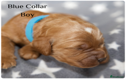 Cockapoo dogs for sale: Gorgeous Fox Red Cockapoo Puppies avail 15/12/25 - Image 27
