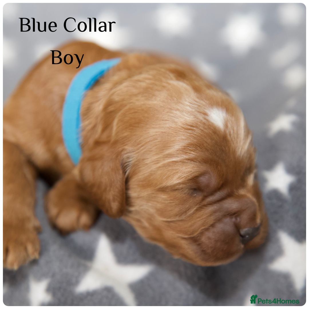 Cockapoo dogs for sale: Gorgeous Fox Red Cockapoo Puppies avail 15/12/25 - Image 27