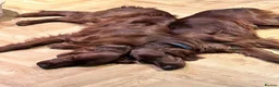 Irish Setter dogs for sale: Quality IRISH SETTER Puppies - Advert 23