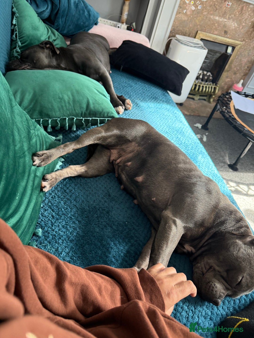 Staffordshire Bull Terrier dogs for sale: Staffordshire bull terrier  - Advert 1