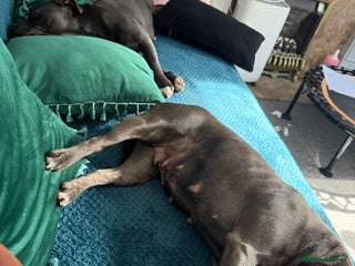 Staffordshire Bull Terrier dogs Staffordshire bull terrier - Advert 1