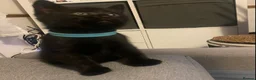British Shorthair cats for sale: 🐾 5 Beautiful Kittens – British Shorthair Mum  - Advert 6