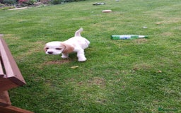 Beagle dogs for sale: Beautiful Beagle Puppies - Image 3