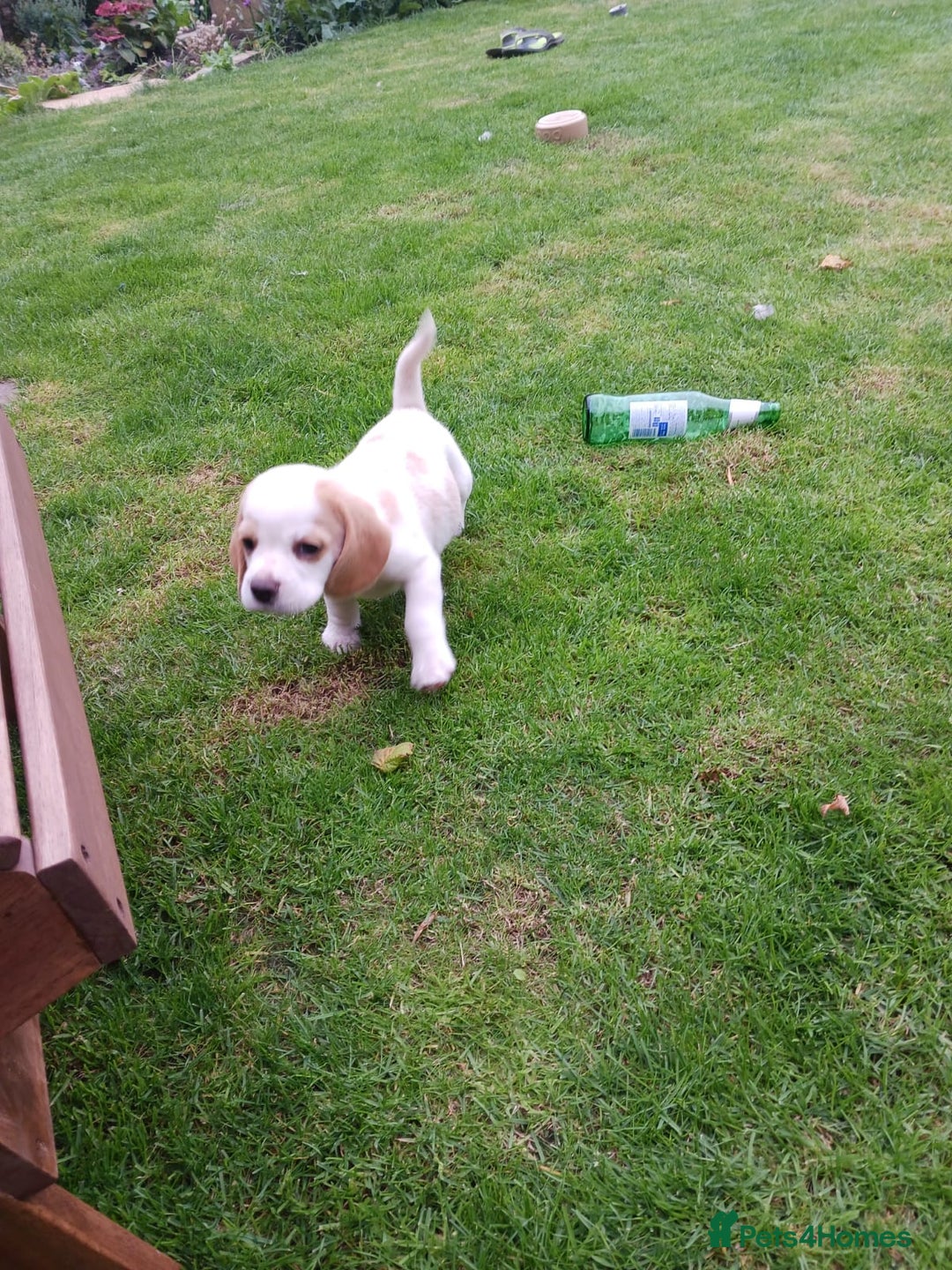 Beagle dogs for sale: Beautiful Beagle Puppies - Image 3