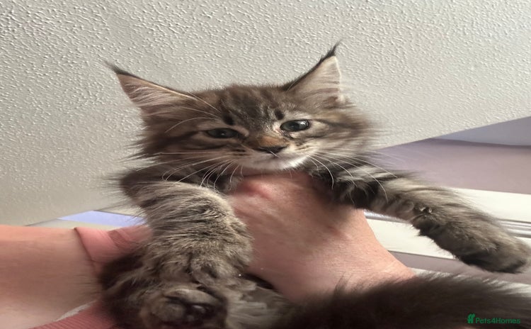 Maine Coon cats - Advert 6