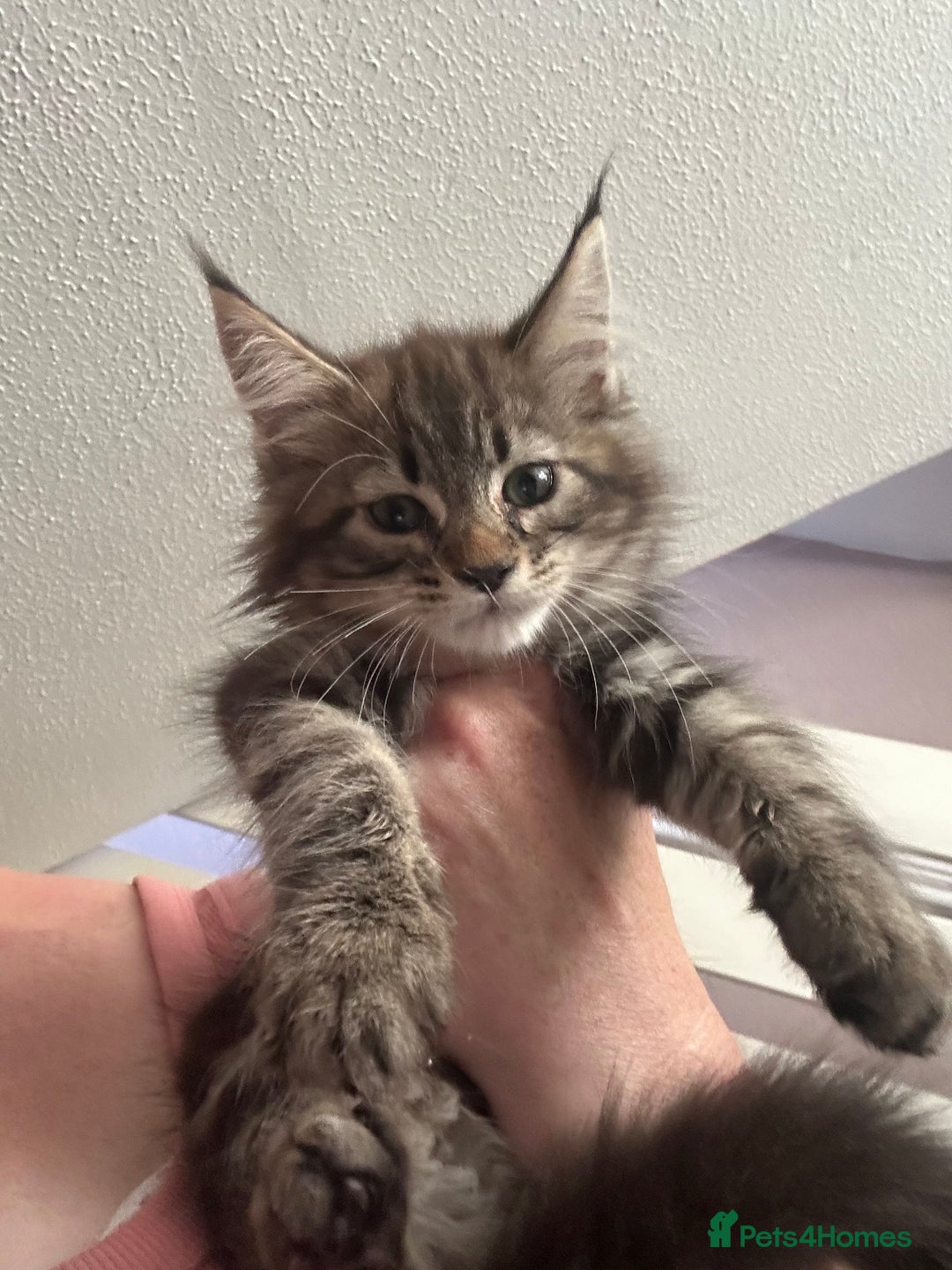 Maine Coon cats for sale: Mainecoon x  - Image 1