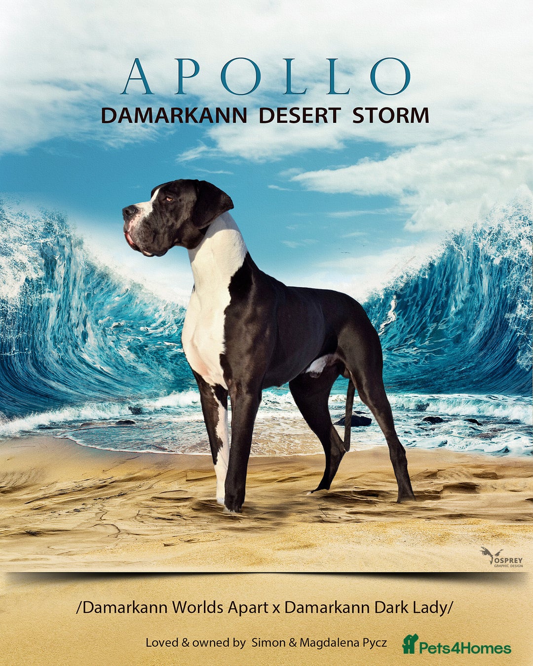 Great Dane dogs for stud: OPEN FOR STUD Stunning Apollo in Bathgate - Image 3