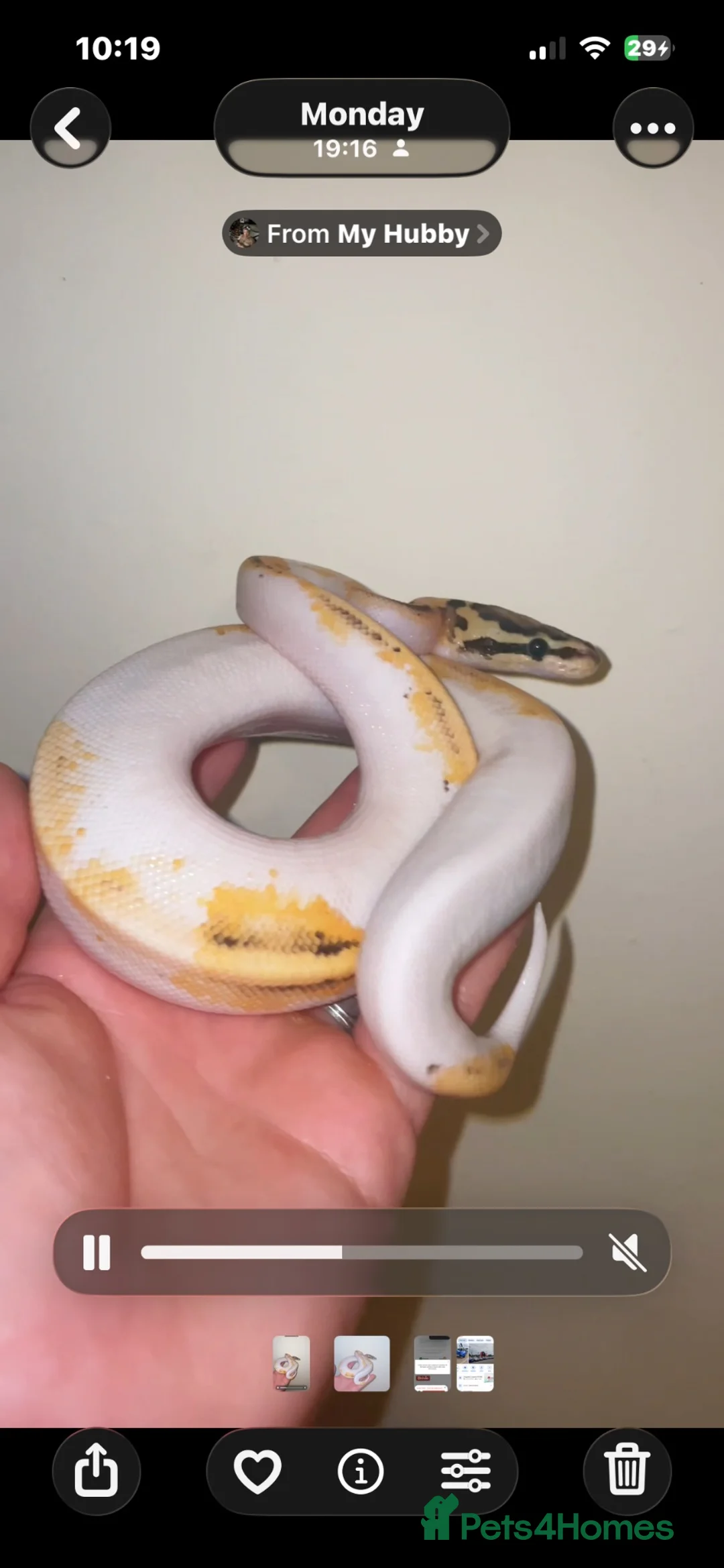 Snake reptiles for sale: Pied ball python  - Advert 2