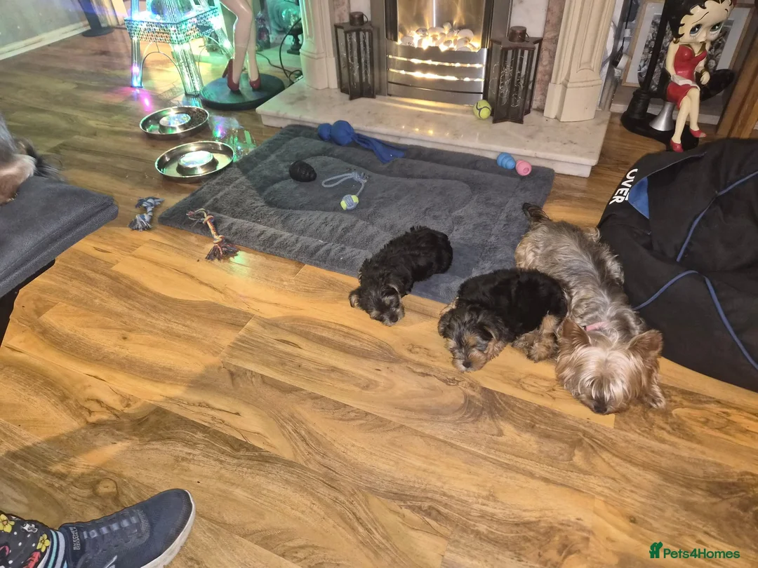 Yorkshire Terrier dogs for sale: A MALE AND FEMALE  PUPPIES  - Advert 2