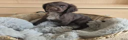 Cocker Spaniel dogs for sale: Beautiful Working Type Cocker Spaniel Puppies - Advert 6