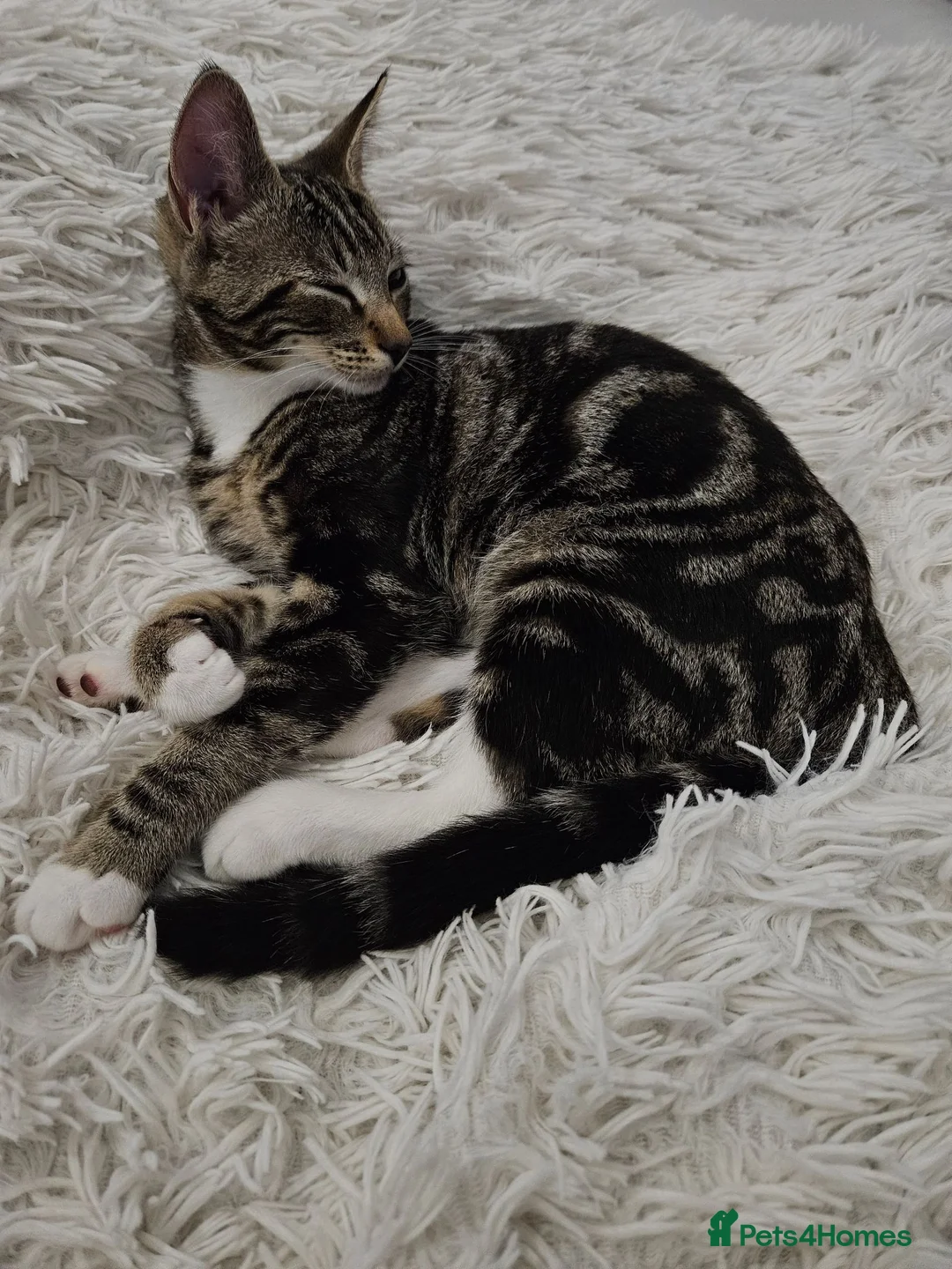Mixed Breed cats for sale: 4 month old male kitten in need of forever home in Newcastle upon Tyne - Advert 6