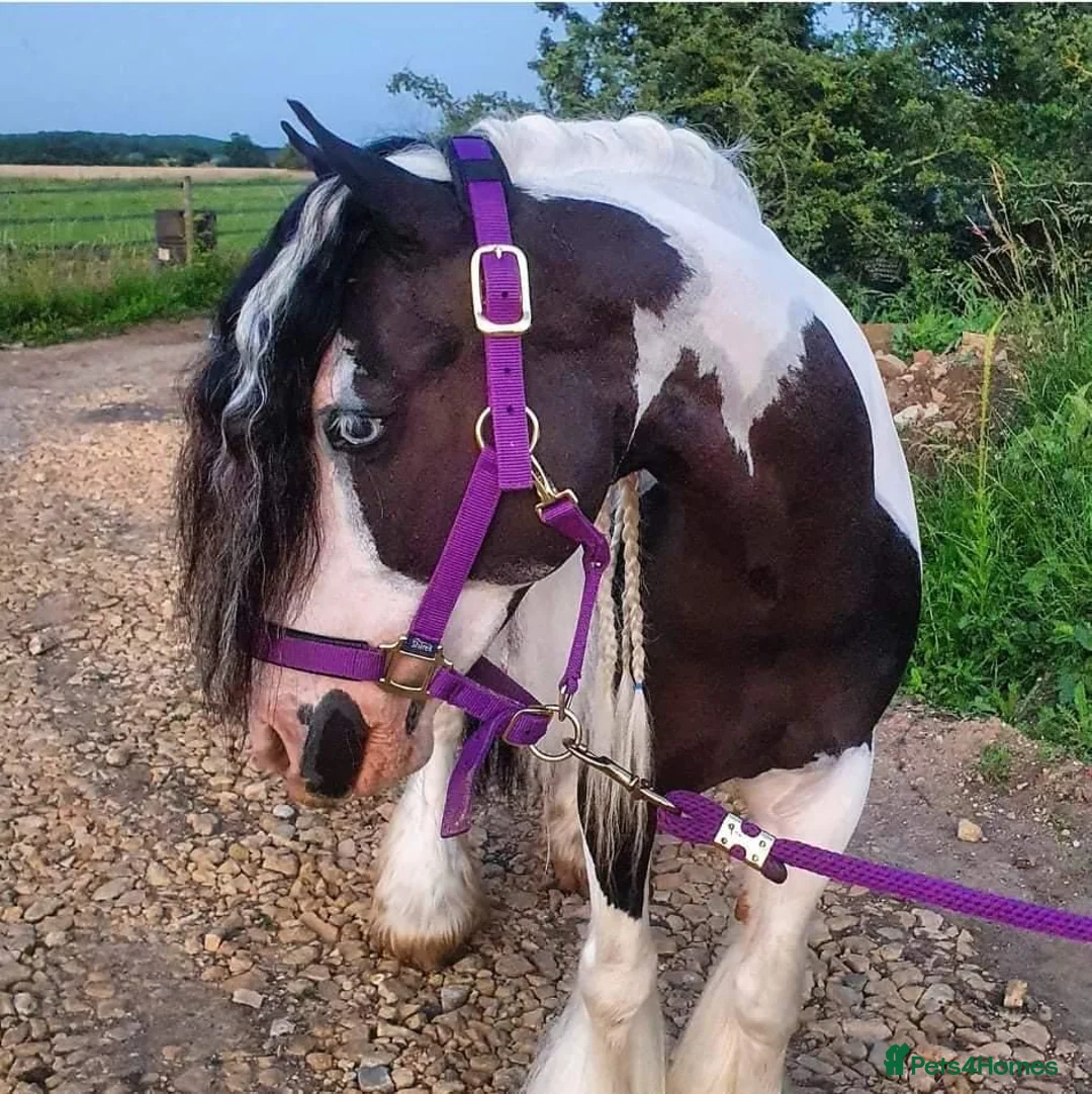 Other Breed horses for sale: 🌟 13.2hh 9-Year-Old Cob Mare 🌟 - Advert 2