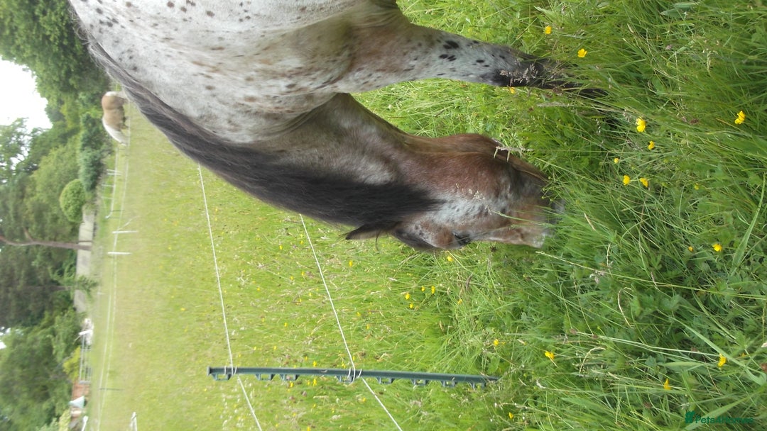 Appaloosa horses for sale: 14 hand spotted gelding - Image 3