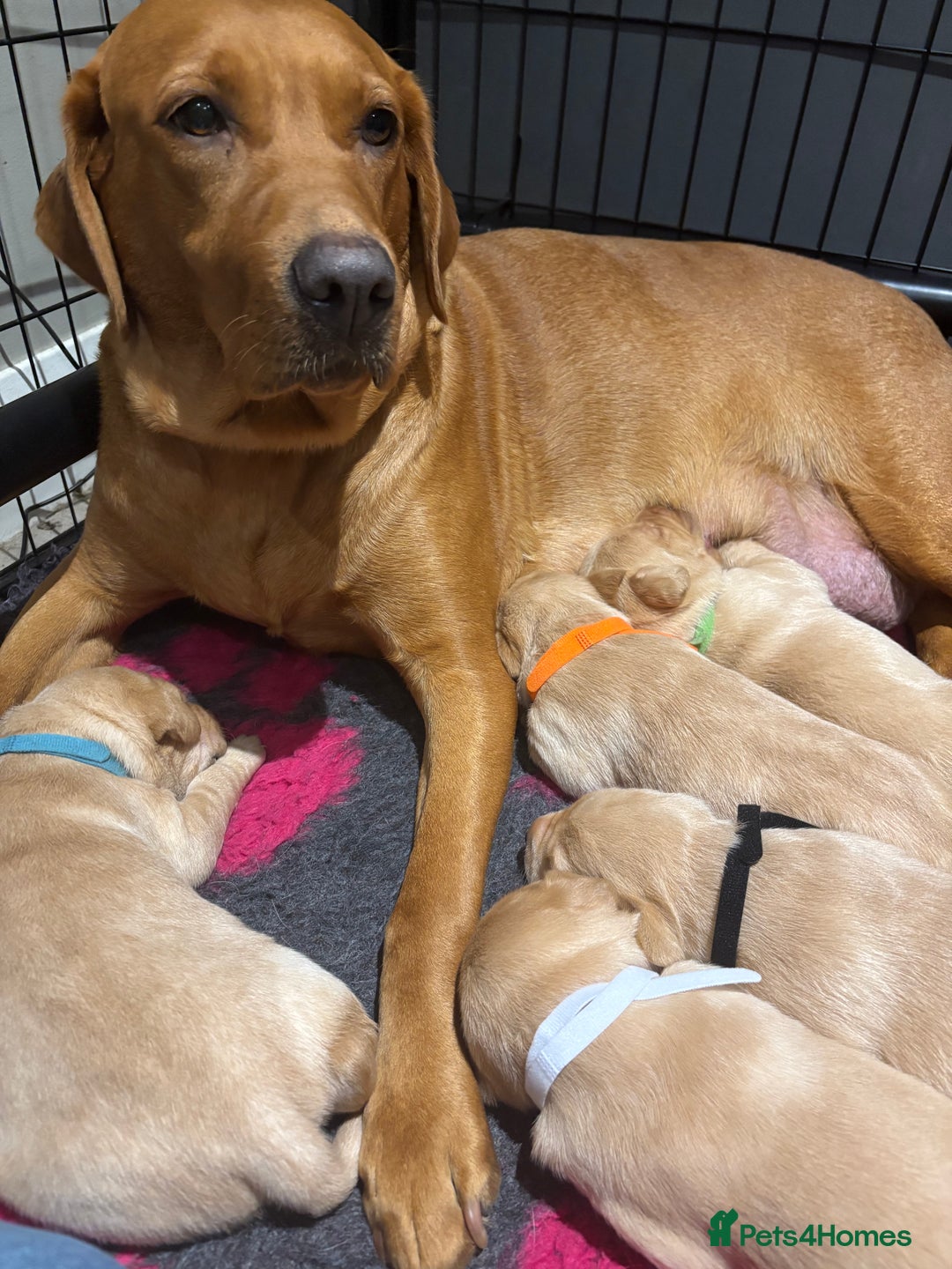 Labrador Retriever dogs for sale: KC Labrador puppies yellow / Red  - Advert 2