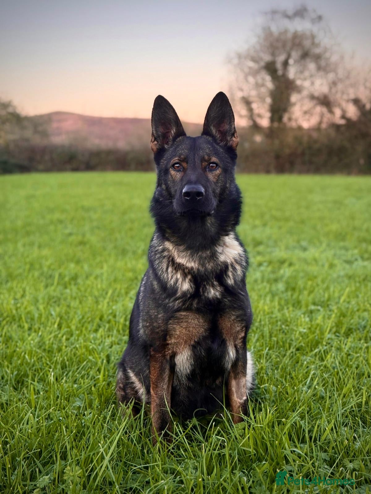 German Shepherd dogs Female GSD  - Advert 5