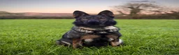 German Shepherd dogs for sale: Female GSD  - Advert 1