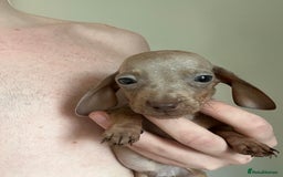Dachshund dogs for sale: Daschund puppies  - Image 4