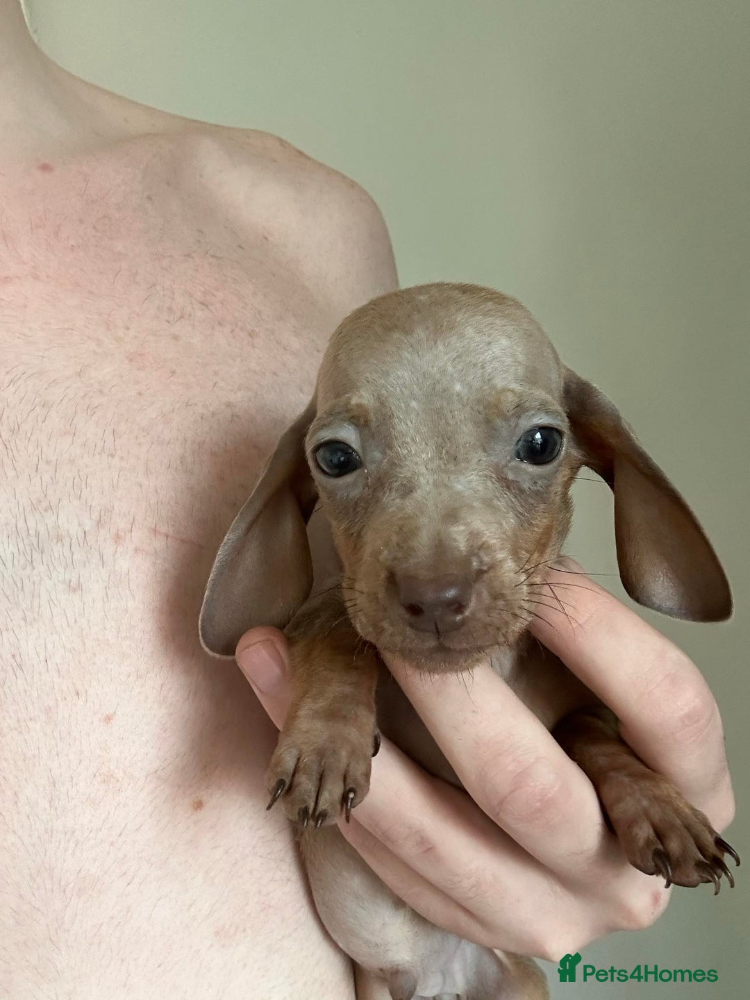 Dachshund dogs for sale: Daschund puppies  - Image 4