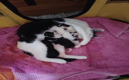Mixed Breed cats for sale: Sweet kittens ready for their new homes! - Image 5