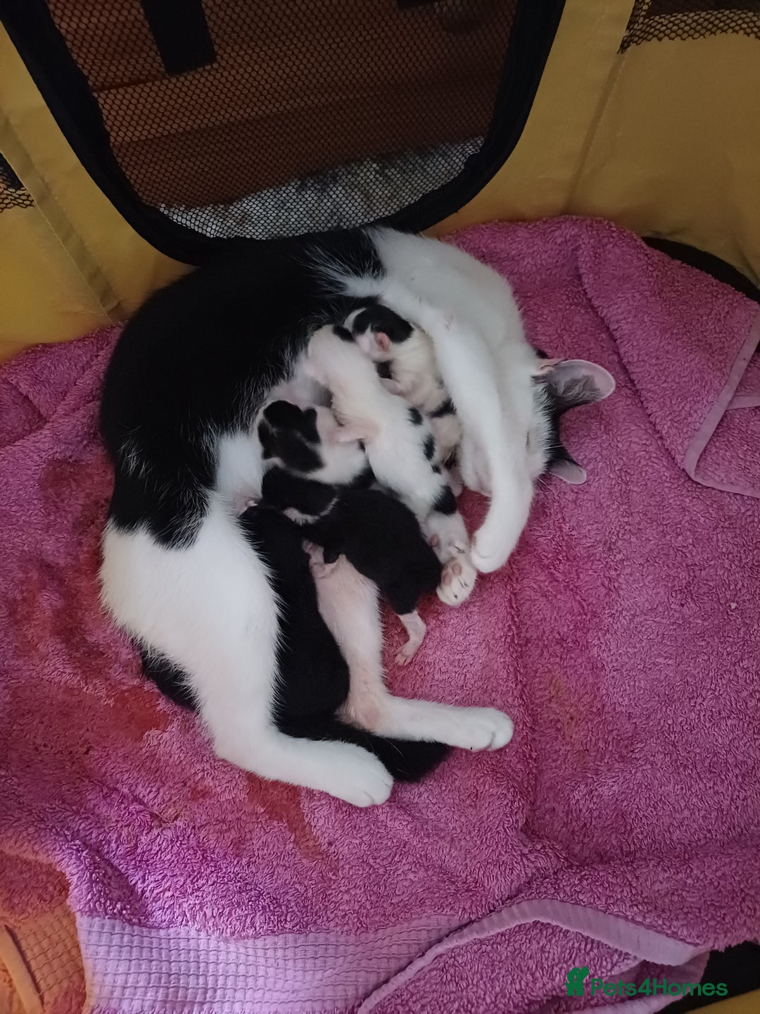 Mixed Breed cats for sale: Sweet kittens ready for their new homes! - Image 5
