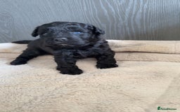 Mixed Breed dogs for sale: French Bulldog X Toy Poodle - Image 2