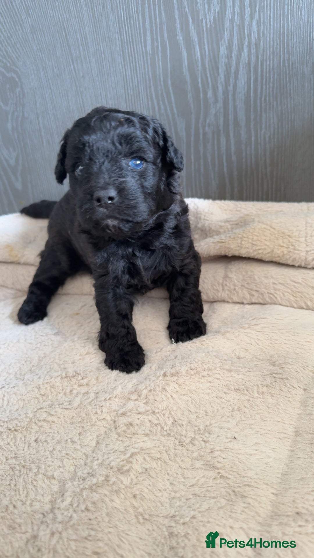 Mixed Breed dogs for sale: French Bulldog X Toy Poodle - Image 2