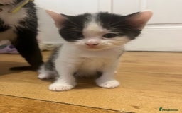 Domestic Shorthair cats for sale: 3 boys and 1 girl  - Image 4