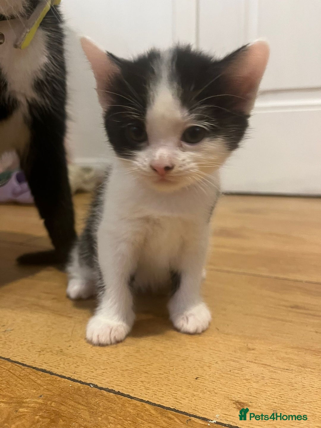 Domestic Shorthair cats for sale: 3 boys and 1 girl  - Image 4