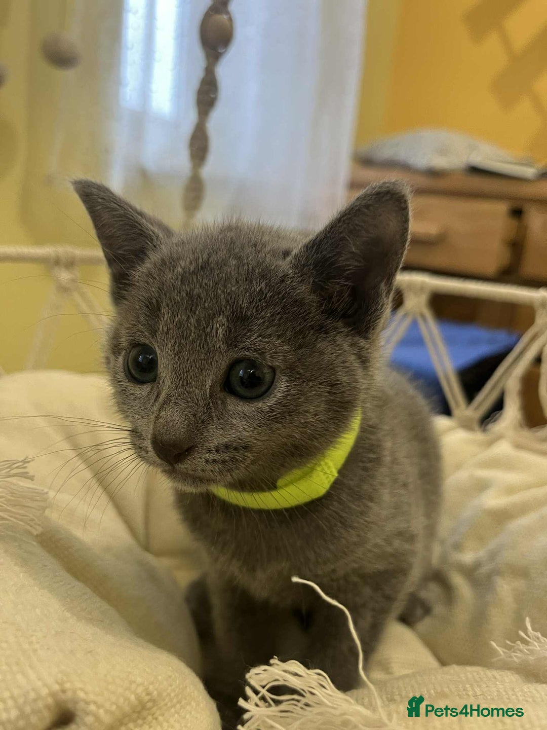Russian Blue cats for sale: TICA REGISTERED Pure Breed Russian Blue Kittens - Advert 4