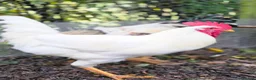 Chickens poultry for sale: Four Cockerels looking for good home  - Advert 3