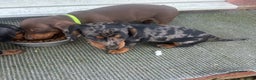 Dachshund dogs for sale: Dachshund puppies for sale - Advert 9