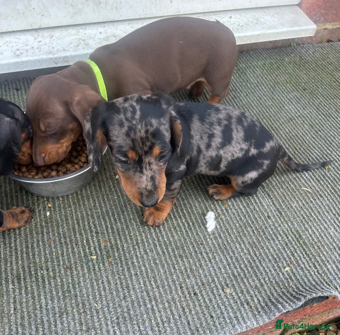 Dachshund dogs for sale: Dachshund puppies for sale - Advert 9