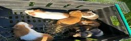 Guinea Pig rodents for sale: Guinea pig in Willenhall - Advert 6