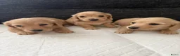Dachshund dogs for stud: Long haired cream miniature dachshund for stud - Advert 14