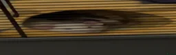 Rat rodents for sale: 4 female rats (setup included) - Advert 5