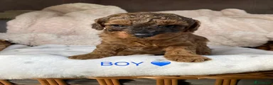 Cockapoo 5