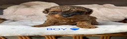 Cockapoo dogs for sale: TIny f1b cockapoos in Brandon - Advert 8