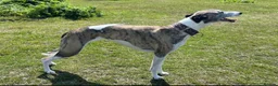 Whippet dogs for sale: Exceptional KC Whippet Pups - two boys remain - Advert 2