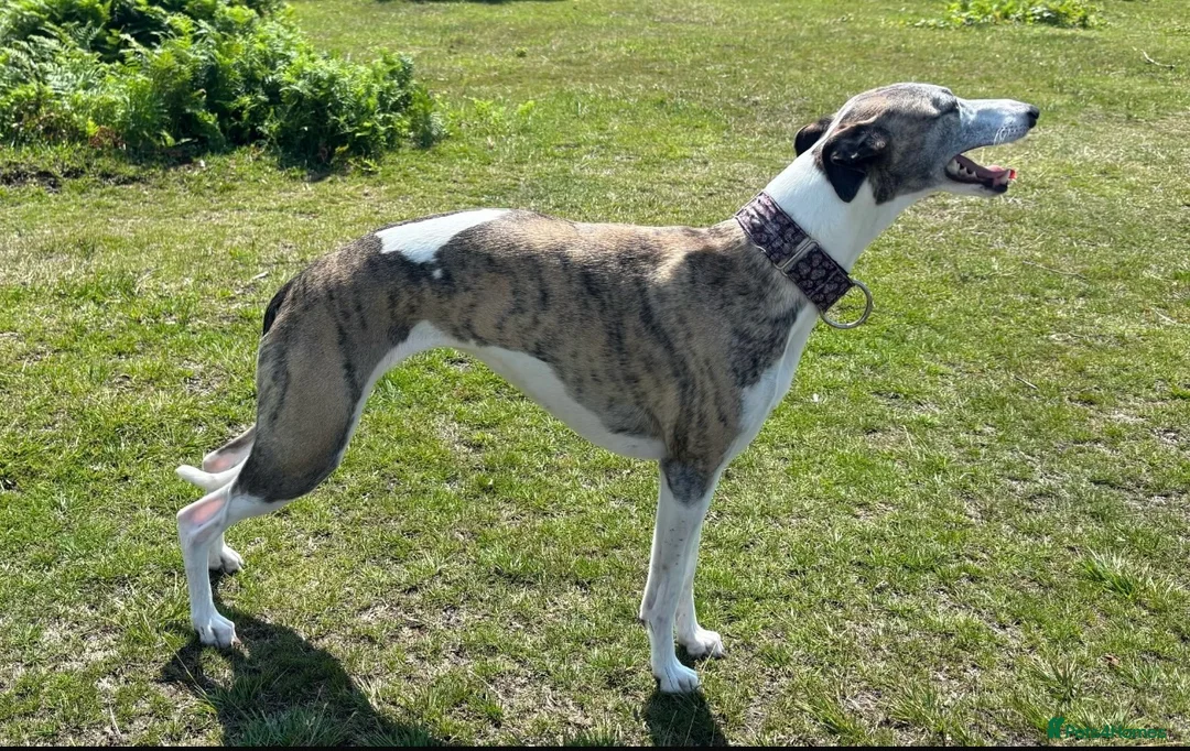Whippet dogs for sale: Exceptional KC Whippet Pups - two boys remain - Advert 2