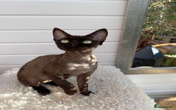 Devon Rex cats for sale: Chocolate Devon Female - Image 20