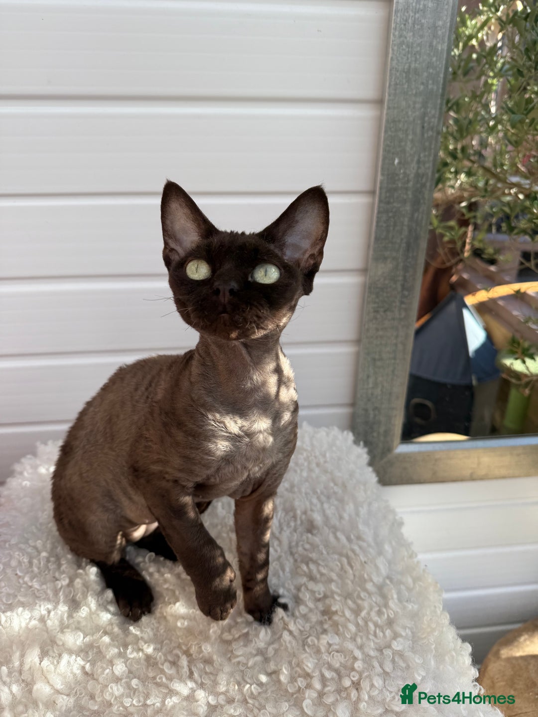 Devon Rex cats for sale: Chocolate Devon Female - Image 20