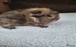 Guinea Pig rodents for sale: Baby Male Guineapigs  - Image 8
